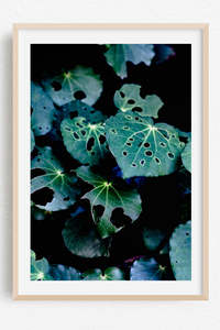 Bethells Beach: Undercover Kawakawa - Limited Edition