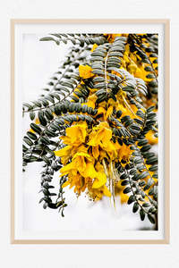 Best Selling Wall Art: The Glow of the Kowhai