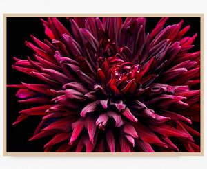 Limited Editions Wall Art Nz: Dahlia Supernova