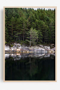 Travel Wall Art: Forest Held Upside Down