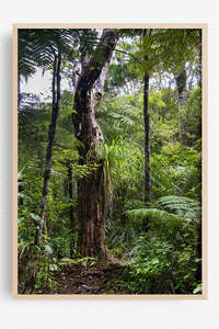 The Patience of Rimu