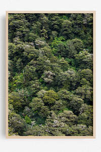 New Zealand Landscape Images: The Bush Keeps Its Secrets