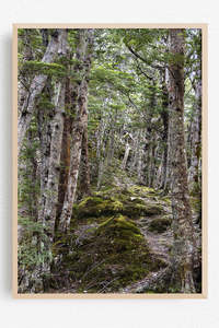 New Zealand Landscape Images: Green Cathedral