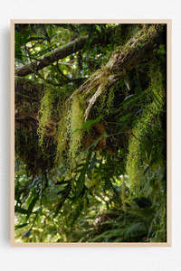 New Zealand Landscape Images: Lichen Hours
