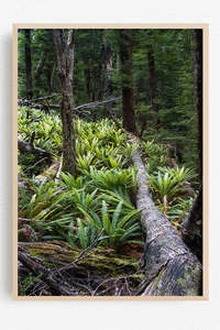 New Zealand Landscape Images: Out walking in nature