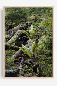 New Zealand Landscape Images: Folded back into life