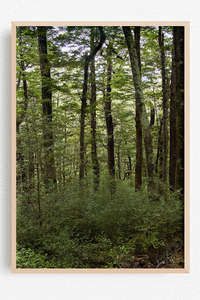 New Zealand Landscape Images: Filtered Light