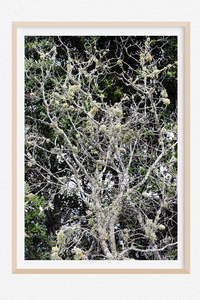 Limited Editions Wall Art Nz: Passive Resistance