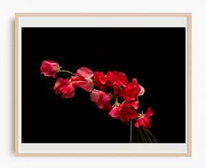 Flamenco Flower