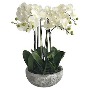 Olivia White Orchid in Round Clay Pot 62cm