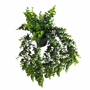 Potted Hanging Eucalyptus Green 66cm