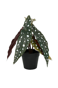 Pots Planters: Angel Wing Begonia Potted - 24cm Faux Plant