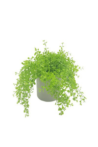 Baby Tears Arrangement - Faux Plant