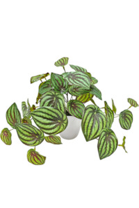 Peperomia Watermelon Real Touch Potted - Faux Plant