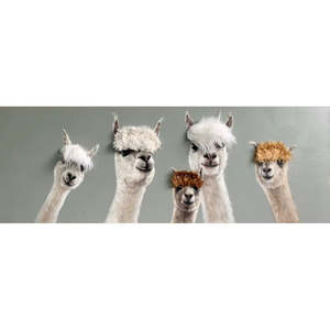 Wall Art: Bad Hair Day - 5 Alpaca Canvas