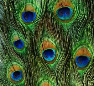 Lens Cloths: Peacock - Microfibre Lens Cloth