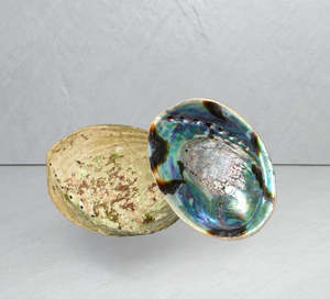 Pāua Shell | Ocean Calm + Inner Harmony