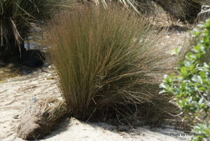 Apodasmia similis oioi x 42 Wholesale Grade