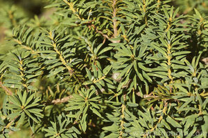 ALL Everything we sell: Podocarpus laeatus (Halls) x 42 Wholesale Grade