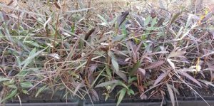 ALL Everything we sell: Pseudopanax crassifolius x 42 Wholesale Grade Freaks of Nature