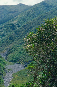 Pseudopanax ferox x 42 Wholesale Grade