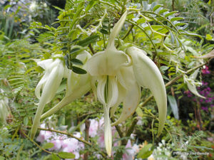 ALL Everything we sell: Clianthus puniceus alba Kaka Beak White x 10 Landscape Grade 9cm pot