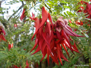 ALL Everything we sell: Clianthus puniceus Rosea Kaka Beak Red x 10 Landscape Grade 9cm pot