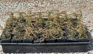 Coprosma Brunnea x 42 Wholesale Grade