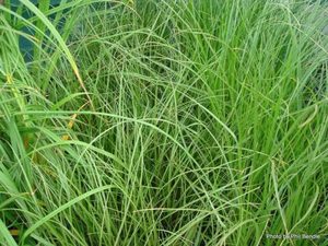 ALL Everything we sell: Carex dipsacea x 42 Wholesale Grade