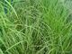Carex dipsacea x 42 Wholesale Grade