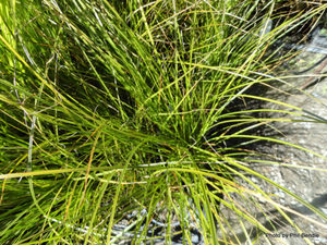ALL Everything we sell: Carex maorica x 42 Wholesale GOL 7cm pot