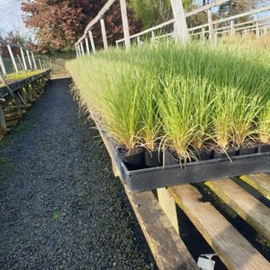 In Stock Plants: Poa cita Silver Tussock 9cm pot BULK x 420