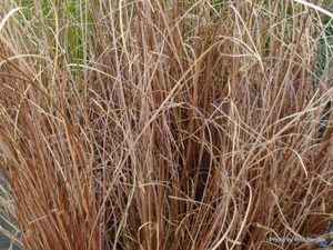 Carex buchananii x 42 Wholesale Grade