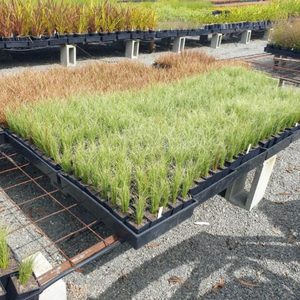 Carex comans Green x 42 Wholesale Grade