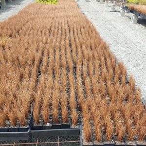 Carex comans Bronze x 42 Wholesale Grade