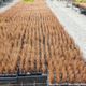 Carex comans Bronze x 42 Wholesale Grade
