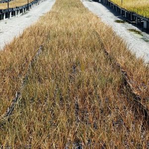 In Stock Plants: Chionochloa rubra x 42 Wholesale GOL 7cm pot