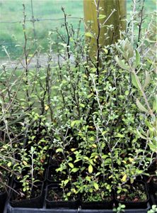 ALL Everything we sell: Corokia Emerald and Jade x 42 Wholesale Grade