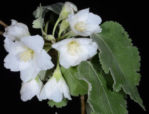 In Stock Plants: Hoheria lyalli x 30 Landscape Grade