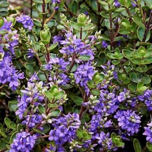 Products: Hebe champion x 42 Wholesale Grade