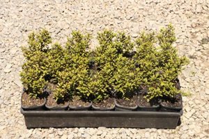 Products: Hebe decumbens x 30 Landscape Grade