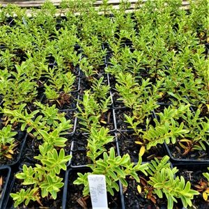 All Nursery Plants: Hebe evenosa. x 30 Landscape Grade