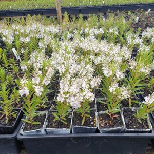 Hebe Garden Beauty. x 42 Wholesale Grade