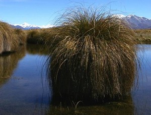 In Stock Plants: Carex Secta x 42 Wholesale Grade