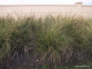 In Stock Plants: Carex virgata x 42 Wholesale GOL 7cm pot
