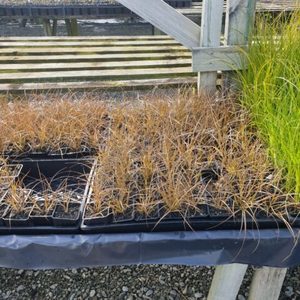 Products: Carex tenuiclumis x 42 Wholesale GOL 7cm pot