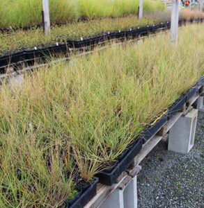 Products: Chionochloa rigida x 30 Landscape Grade 9cm pot