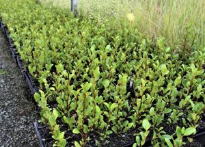 ALL Everything we sell: Grislinia litteralis. Broadleaf Canterbury Red x 10 Landscape Grade