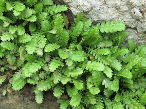 In Stock Plants: Leptinella dioica x 10 Landscape Grade