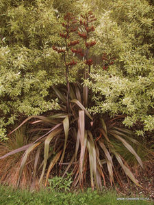 In Stock Plants: Phormium Tenax Purple x 10 Landscape Grade